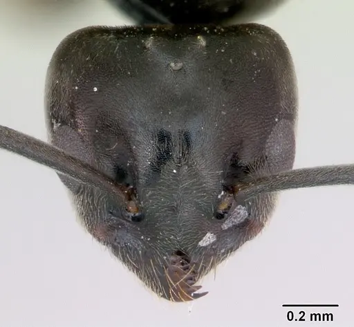 Tapinoma erraticum specimen CASENT0173200 image casent0173200_2