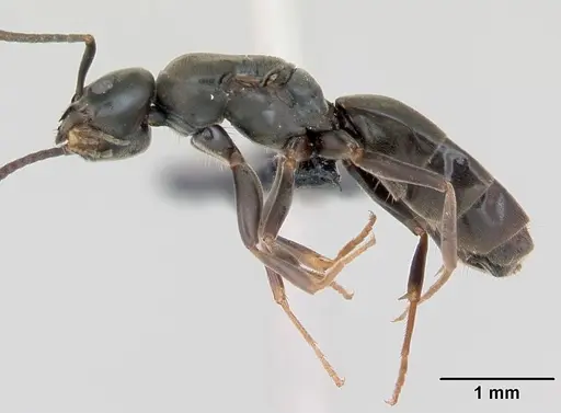 Tapinoma erraticum specimen CASENT0173200 image casent0173200_3