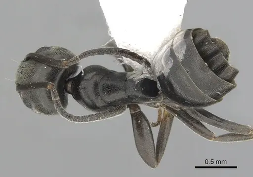 Tapinoma erraticum specimen CASENT0249419 image casent0249419_1