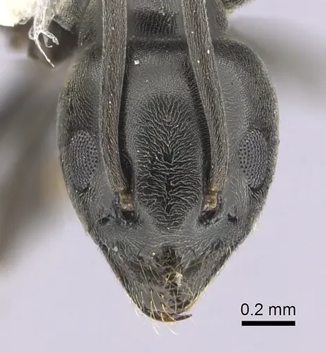 Tapinoma erraticum specimen CASENT0249419 image casent0249419_2
