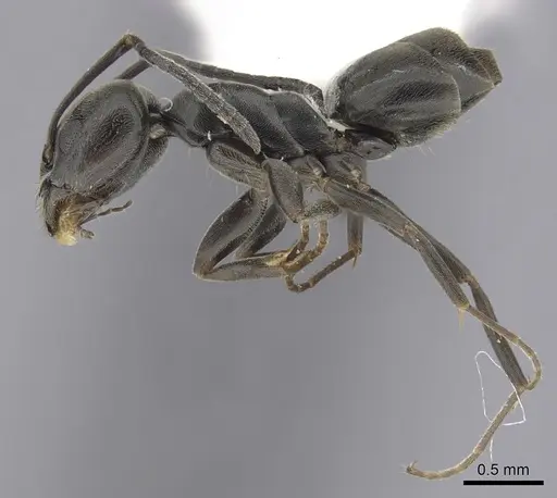 Tapinoma erraticum specimen CASENT0249419 image casent0249419_3