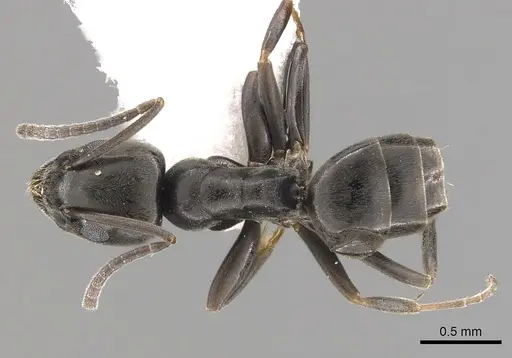 Tapinoma erraticum specimen CASENT0249425 image casent0249425_1