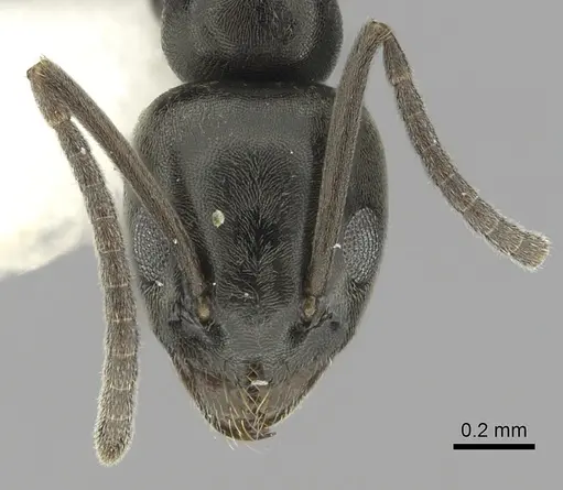 Tapinoma erraticum specimen CASENT0249425 image casent0249425_2