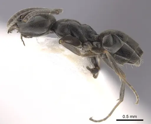 Tapinoma erraticum specimen CASENT0249425 image casent0249425_3