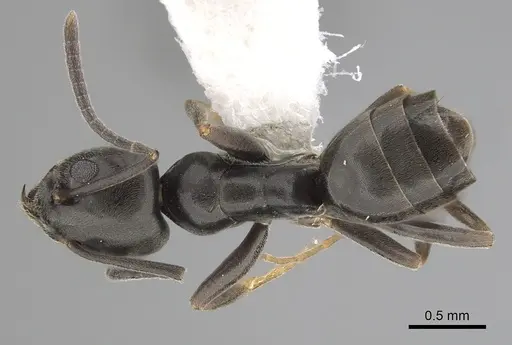 Tapinoma erraticum specimen CASENT0249760 image casent0249760_1