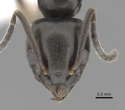 Tapinoma erraticum specimen CASENT0249760 image casent0249760_2