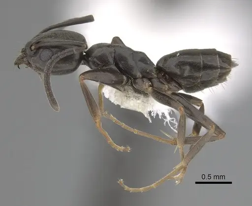 Tapinoma erraticum specimen CASENT0249760 image casent0249760_3