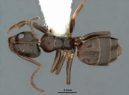 Tapinoma erraticum specimen CASENT0886047 image casent0886047_1