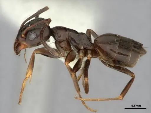 Tapinoma erraticum specimen CASENT0886047 image casent0886047_3