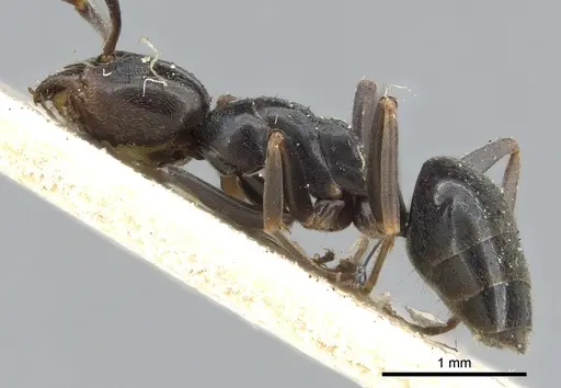 Tapinoma erraticum specimen CASENT0903076 image casent0903076_3