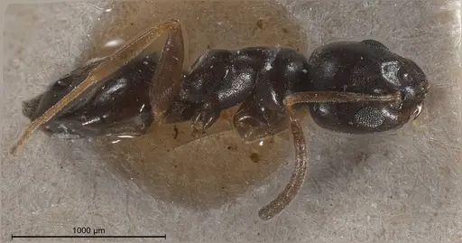 Tapinoma erraticum specimen CASENT0904020 image casent0904020_6