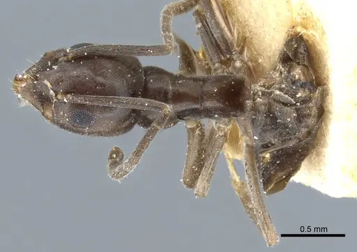 Tapinoma erraticum specimen CASENT0904021 image casent0904021_1