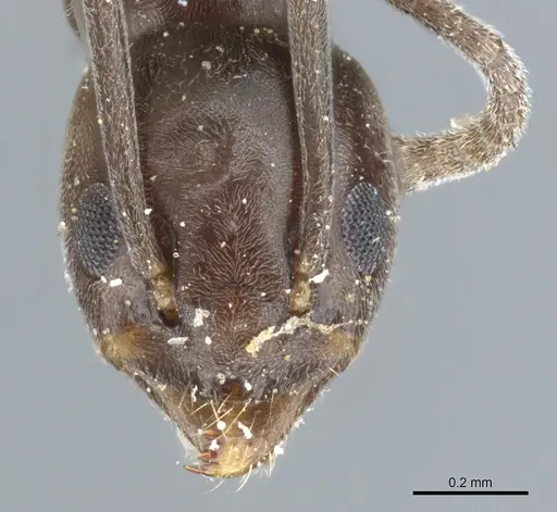 Tapinoma erraticum specimen CASENT0904021 image casent0904021_2
