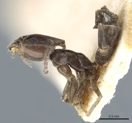 Tapinoma erraticum specimen CASENT0904021 image casent0904021_3