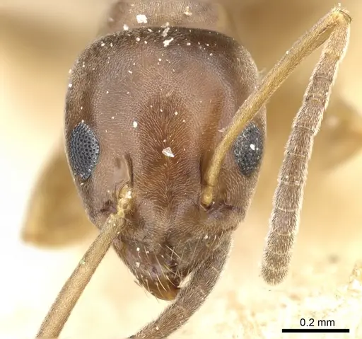 Tapinoma erraticum specimen CASENT0904022 image casent0904022_2