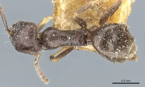Tapinoma erraticum specimen CASENT0904023 image casent0904023_1