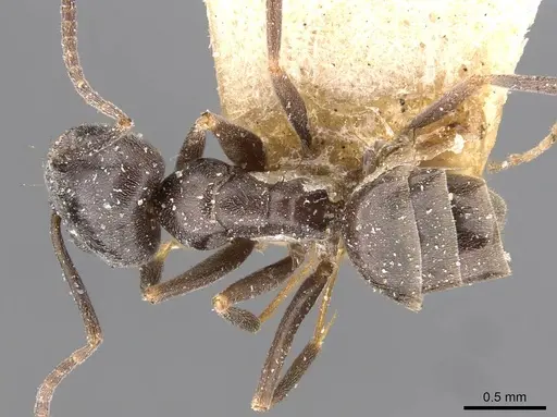 Tapinoma erraticum specimen CASENT0909763 image casent0909763_1