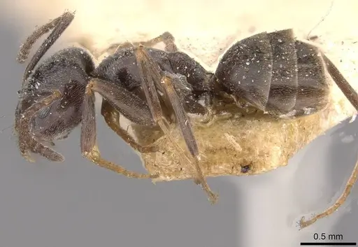 Tapinoma erraticum specimen CASENT0909763 image casent0909763_3