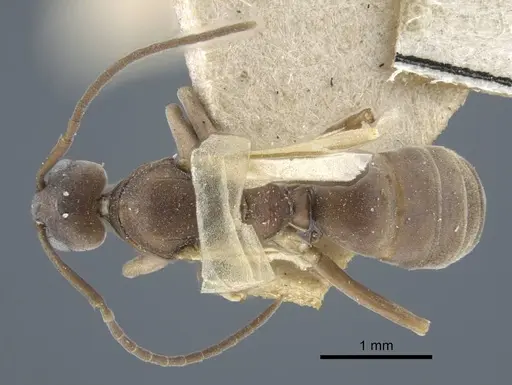 Tapinoma erraticum specimen CASENT0917136 image casent0917136_1