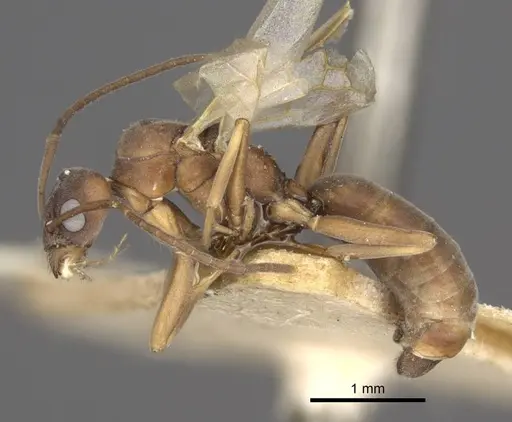 Tapinoma erraticum specimen CASENT0917136 image casent0917136_4