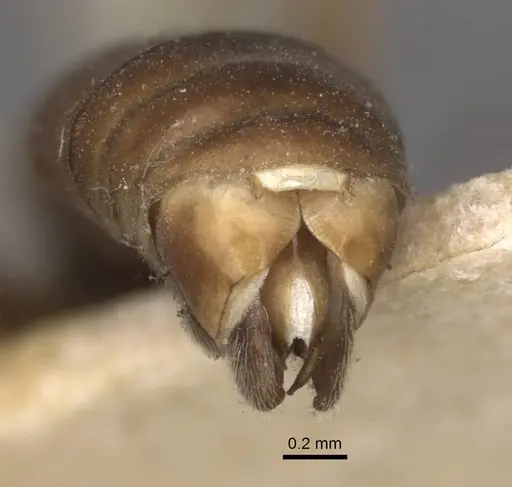 Tapinoma erraticum specimen CASENT0917136 image casent0917136_5