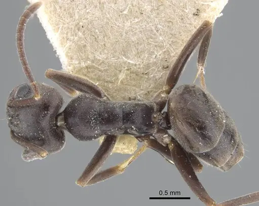 Tapinoma erraticum specimen CASENT0917137 image casent0917137_1
