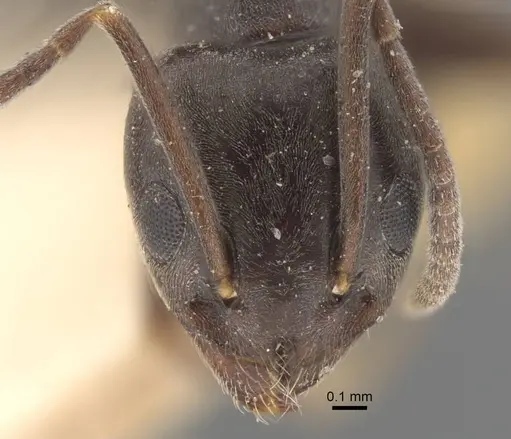Tapinoma erraticum specimen CASENT0917137 image casent0917137_2