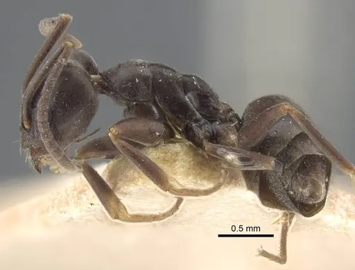 Tapinoma erraticum specimen CASENT0917137 image casent0917137_4