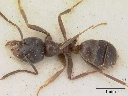 Tapinoma erraticum specimen SAM-HYM-C004820 image sam-hym-c004820_1