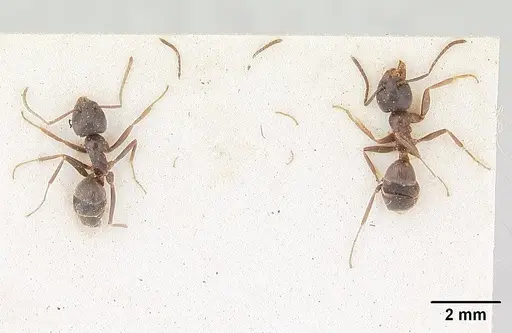 Tapinoma erraticum specimen SAM-HYM-C004820 image sam-hym-c004820_2