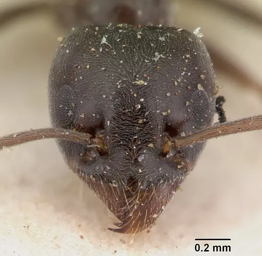 Tapinoma erraticum specimen SAM-HYM-C004820 image sam-hym-c004820_3