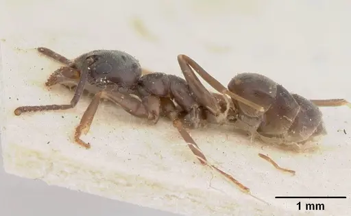 Tapinoma erraticum specimen SAM-HYM-C004820 image sam-hym-c004820_4