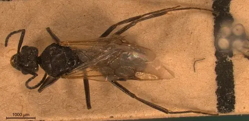 Tapinoma festae specimen ANTWEB1008470 image antweb1008470_1