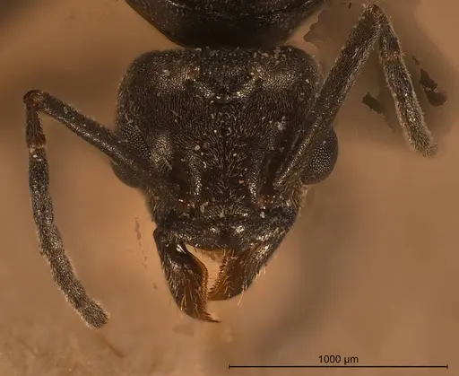 Tapinoma festae specimen ANTWEB1008470 image antweb1008470_4