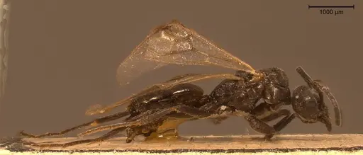 Tapinoma festae specimen ANTWEB1008470 image antweb1008470_5