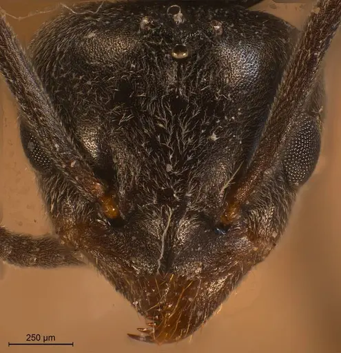Tapinoma festae specimen CASENT0904018 image casent0904018_4