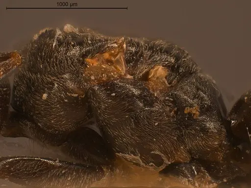 Tapinoma festae specimen CASENT0904018 image casent0904018_6