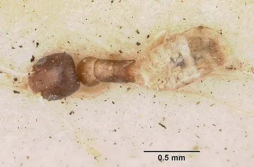 Tapinoma fragile specimen CASENT0102974 image casent0102974_1
