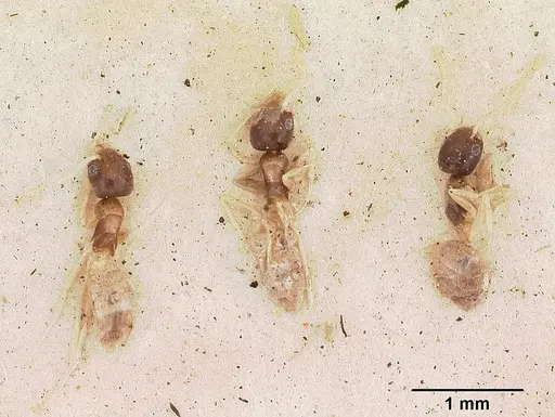 Tapinoma fragile specimen CASENT0102974 image casent0102974_2