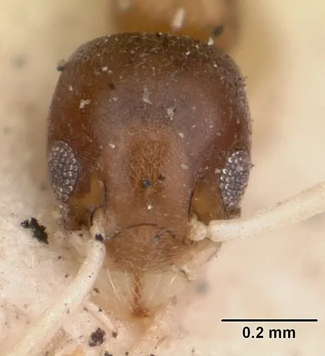 Tapinoma fragile specimen CASENT0102974 image casent0102974_3