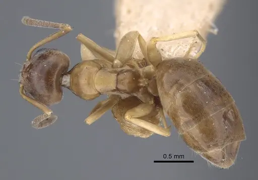 Tapinoma geei specimen CASENT0917263 image casent0917263_1