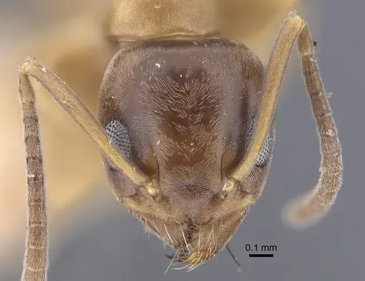 Tapinoma geei specimen CASENT0917263 image casent0917263_2