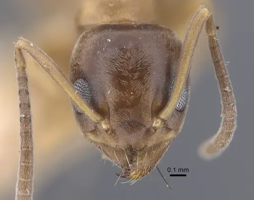 Tapinoma geei specimen CASENT0917263 image casent0917263_3