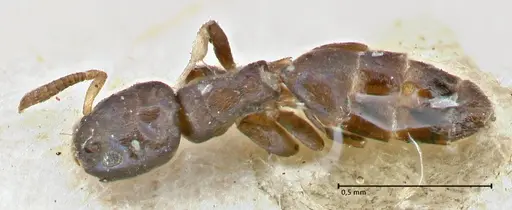 Tapinoma glaucum specimen FOCOL2860 image focol2860_1