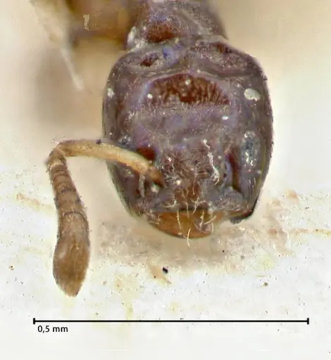 Tapinoma glaucum specimen FOCOL2860 image focol2860_2