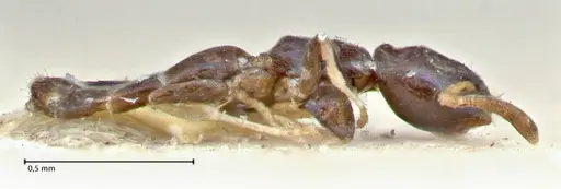 Tapinoma glaucum specimen FOCOL2860 image focol2860_3