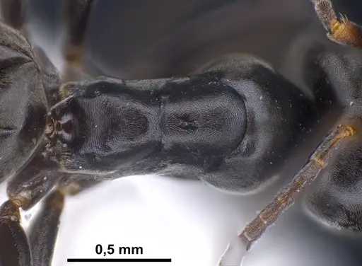 Tapinoma ibericum specimen ANTWEB1041374 image antweb1041374_2