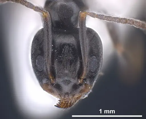 Tapinoma ibericum specimen ANTWEB1041374 image antweb1041374_3