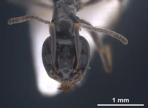 Tapinoma ibericum specimen ANTWEB1041374 image antweb1041374_4