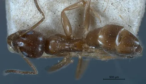 Tapinoma israele specimen ANTWEB1008471 image antweb1008471_1